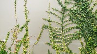 2. Daun DolarJenis tanaman rambat ini punya daun berwarna hijau, berbentuk bulat, dan berukuran kecil. Daun dolar cocok digunakan pada pagar yang terbuat dari tembok karena dapat tumbuh a merambat dan “menempel” dengan rapi pada tembok.Foto: Tanaman rambat/Via Cleanpedia
