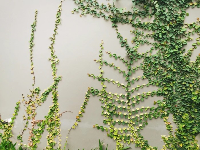 Tanaman rambat/Via Cleanpedia Tanaman rambat/Via Cleanpedia