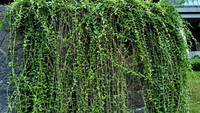3. Janda MeranaBentuk tanaman ini cukup unik karena dapat tumbuh menjalar secara vertikal layaknya tirai. Batangnya disebut bisa menjalar mulai dari 0,5 meter sampai 3 meter. Tanaman ini dikenal juga dengan nama lain, seperti curtain creeper, lee kwan yew atau nama ilmiahnya, Vernonia elliptica. Foto: Tanaman rambat/Via Cleanpedia