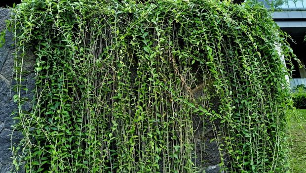 Tanaman rambat/Via Cleanpedia