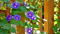 5. Morning GloryTanaman rambat satu ini tahan di udara panas maupun dingin. Selain, itu jenis tanaman rambat ini punya keunikan pada bunganya yang dapat berubah warna. Jika ditanam di daerah yang cenderung panas, bunga morning glory akan berwarna ungu. Namun, jika ditanam di daerah berudara dingin, bunganya akan berwarna biru. Bunga morning glory yang sedang mekar biasanya mengeluarkan aroma yang wangi.Foto: Tanaman rambat/Via Cleanpedia