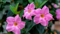 6. MandevillaSalah satu daya tarik tanaman pagar rumah ini adalah bunganya yang berwarna-warni, yaitu merah, pink, kuning, dan putih. Tanaman ini cocok untuk menghias pagar karena tahan terhadap sengatan matahari.Foto: Tanaman rambat/Via Cleanpedia