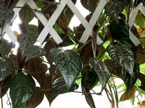 Mudah Dicoba! Ini 4 Tips Menanam Tanaman Rambat di Rumah