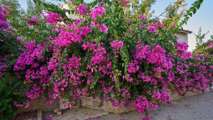 Tanaman rambat/Via Cleanpedia Tanaman rambat/Via Cleanpedia