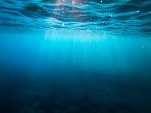 Mengenal Ikan Nun, Ikan yang Disebut Menelan Nabi Yunus