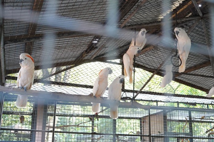Burung yang diselundupkan ke Filipina berhasil dipulangkan ke Indonesia