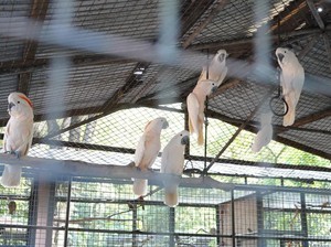 Dulu Diselundupkan ke Filipina, 73 Burung Asal RI Berhasil Dipulangkan