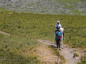989 Hektare Lahan Bromo Menghijau Kembali, Awas Jangan Dirusak Lagi!
