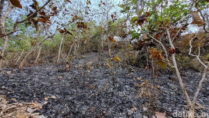Gunung Gathak Gunungkidul yang terbakar pada Minggu (15/10/2023)