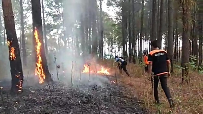 kebakaran hutan di trenggalek