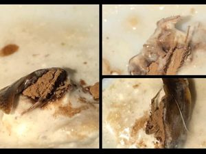Geli! Viral Netizen Tak Sengaja Telan Kecoa saat Minum Es Kopi Susu