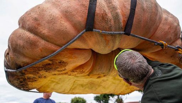 Labu juara seberat 2.749 pon (1247kg) di Kejuaraan Dunia Penimbangan Labu Half Moon Bay, California, pada 9 Oktober 2023. Labu raksasa yang memecahkan rekor tahun ini ditanam oleh juara bertahan Travis Gienger dari Anoka, Minnesota. (Foto oleh Handout / Penimbangan Labu Kejuaraan Dunia Half Moon Bays / AFP)