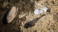 Akibat kekeringan, sejumlah ikan di Sungai Cisadane mati.  