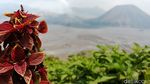 Potret Bromo yang Jadi Taman Nasional Terindah Ketiga di Dunia