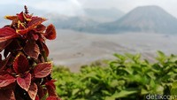 TNBTS berada di peringkat ketiga di bawah Taman Nasional Kruger yang terletak di Afrika Selatan yang menduduki peringkat pertama dan Taman Nasional Lençóis Maranhenses di Brazil yang menempati peringkat kedua,(M Roriq/detikJatim).