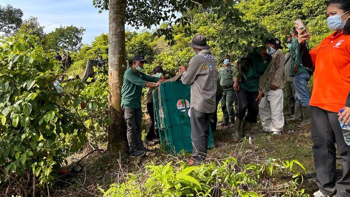 Petugas BBKSDA Sumut saat melepasliarkan orang utan.