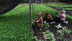 Potret Petani Sayuran di Kawasan Pertambangan