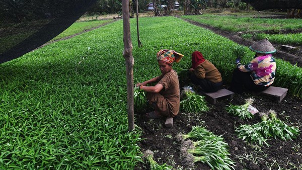 Potret Petani Sayuran di Kawasan Pertambangan