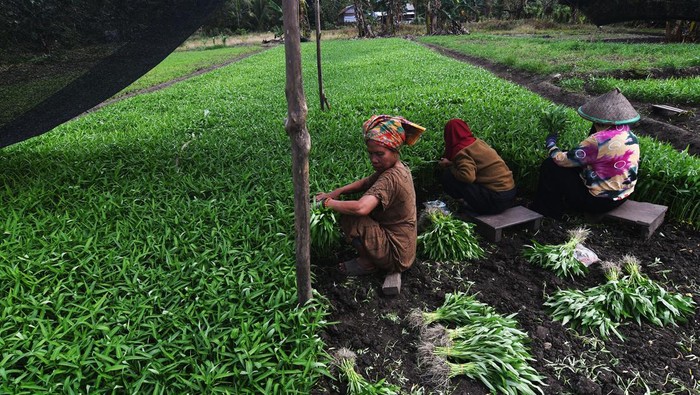 Petani memanen sayuran pada lahan perkebunan mereka di Desa Siumbatu di Kabupaten Morowali, Sulawesi Tengah, Senin (16/10/2023). Keberadaan sejumlah kawasan tambang Nikel di daerah tersebut turut membawa dampak peningkatan ekonomi bagi petani sekitar dengan meningkatnya permintaan bahan makanan terutama dari pekerja perusahaan tambang. ANTARA FOTO/Mohamad Hamzah/hp.