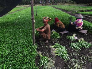 Potret Petani Sayuran di Kawasan Pertambangan