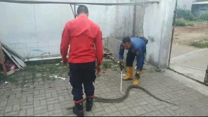 Seekor ular sanca masuk ke plafon rumah warga di Bojong Gede, Kabupaten Bogor, Jawa Barat (Jabar). Ular tersebut memiliki panjang sekitar dua meter. (dok Damkar Bogor)