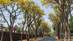 Pesona Tabebuya Bermekaran di Kota Batu