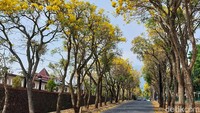 Pesona Tabebuya yang bermekaran di Kota batu itu tersebar di sejumlah titik lokasi. salah satunya di Jalan Terusan Wijaya (Pusdik arhanud)