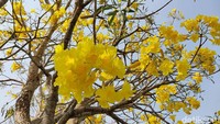Tabebuya kuning atau tabebuya terompet emas adalah sejenis tanaman yang berasal dari negara Brasil. Sering kalo tanaman ini dikira bunga sakura, karena bentuknya sangat mirip.