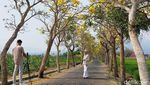 Pesona Tabebuya Bermekaran di Kota Batu