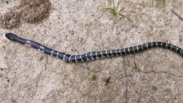 Oriq yalangoch qizlarning fotosuratlari