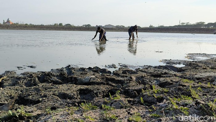 Warga mencari ikan di Waduk Bunder saat air surut