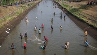 Menyusutnya saluran air irigasi tersebut dimanfaatkan warga untuk mencari ikan.  