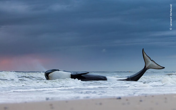 Wildlife Photographer of the Year 2023