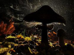 Karya Jawara Kontes Foto Satwa Liar 2023, Ada Sungai Ciliwung