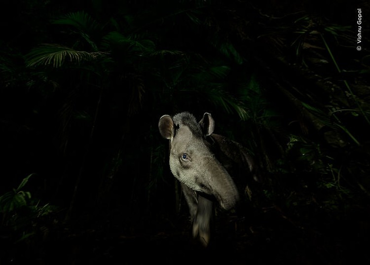 Wildlife Photographer of the Year 2023