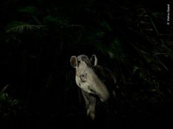 Karya Jawara Kontes Foto Satwa Liar 2023, Ada Sungai Ciliwung
