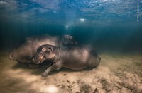 Wildlife Photographer of the Year 2023