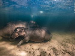 Karya Jawara Kontes Foto Satwa Liar 2023, Ada Sungai Ciliwung