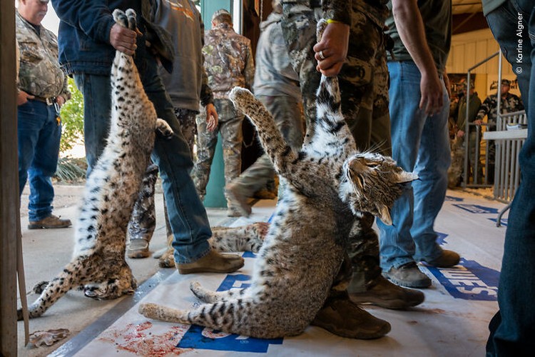 Wildlife Photographer of the Year 2023 Wildlife Photographer of the Year 2023