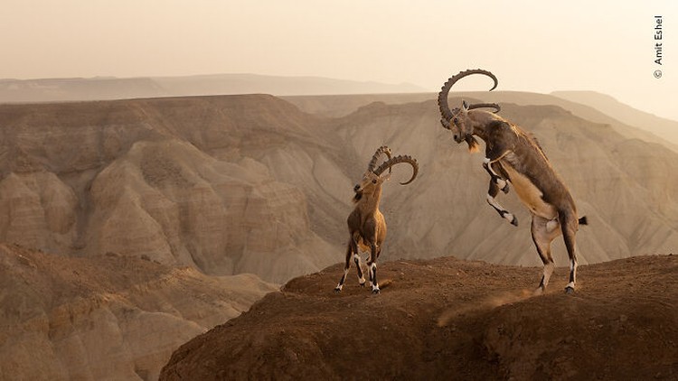 Wildlife Photographer of the Year 2023