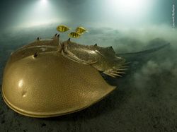Karya Jawara Kontes Foto Satwa Liar 2023, Ada Sungai Ciliwung