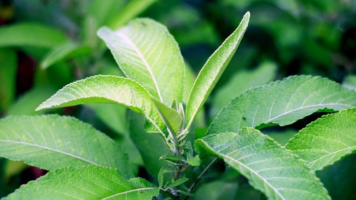 6 Manfaat Daun Sembung untuk Tubuh dan Cara Mengolahnya