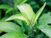 Cara Merebus Daun Sembung Beserta Manfaat Kesehatan dan Efek Sampingnya