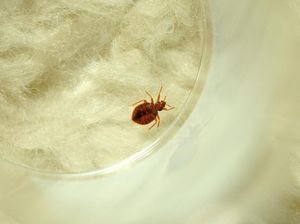 Jangan Anggap Sepele, Ini 6 Tanda Ada Kutu Busuk di Rumah
