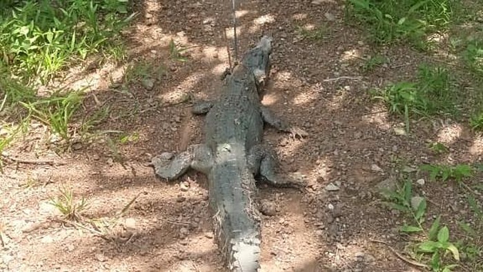 Buaya 2 meter di Mamuju Tengah masuk ke pemukiman warga.
