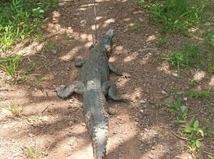 Buaya 2 Meter Teror Warga di Mamuju Tengah Dievakuasi