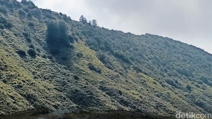 gunung bromo menghijau lagi