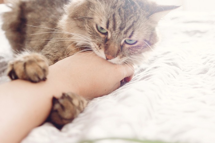 Beautiful tabby cat lying on bed and biting owners hand in soft morning light. Angry  Maine coon with funny emotions resting in white stylish room. Cat portrait. Space for text