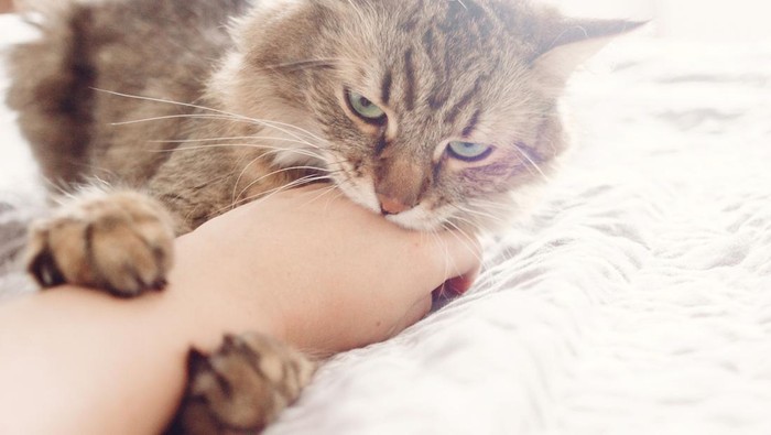 Beautiful tabby cat lying on bed and biting owners hand in soft morning light. Angry  Maine coon with funny emotions resting in white stylish room. Cat portrait. Space for text