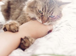 Mimpi Jari Digigit Kucing, Jadi Refleksi Diri atau Peringatan?